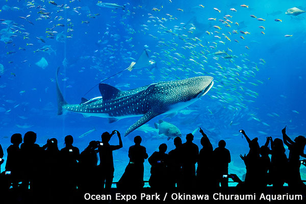 Okinawa Churaumi Aquarium