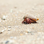 A hermit crab